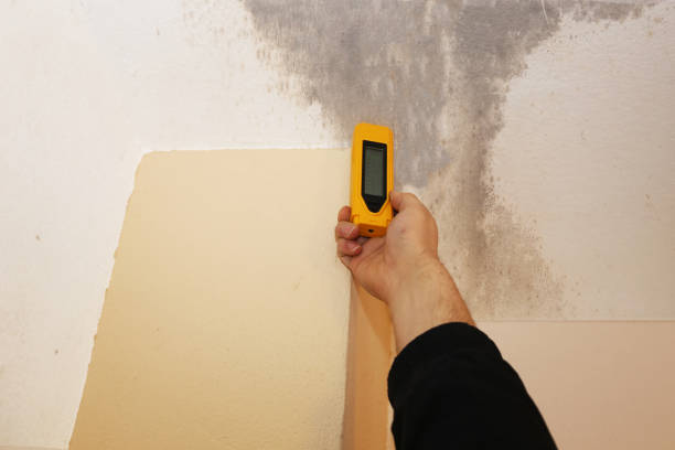 Best Airborne Mold Testing  in Rice Lake, MN