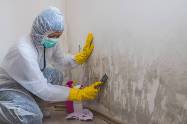 Best Asbestos and Lead Testing During Mold Inspection  in Rice Lake, MN