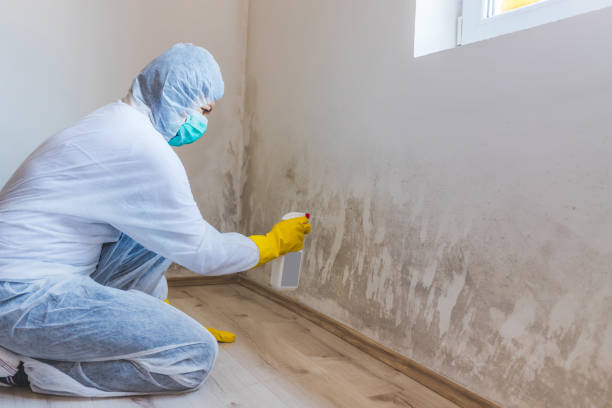 Best Attic Mold Removal  in Rice Lake, MN