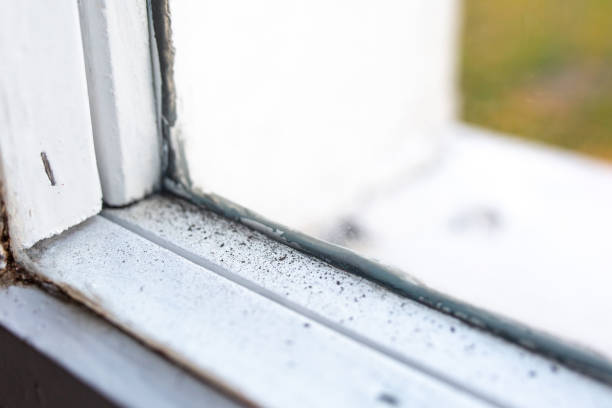 Best Commercial Mold Inspection  in Rice Lake, MN