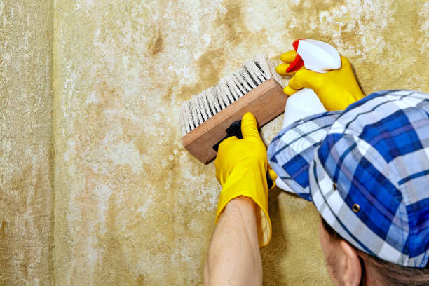 Best Comprehensive Air Testing for Mold Contaminants  in Rice Lake, MN
