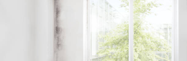 Best Mold-Related Health Consultation  in Rice Lake, MN