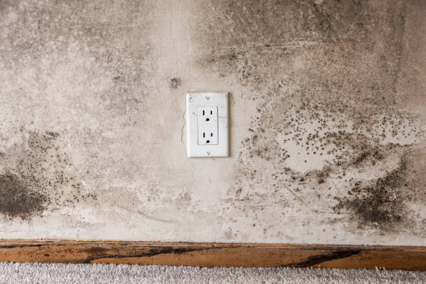 Best Mold Remediation for Healthcare Facilities  in Rice Lake, MN