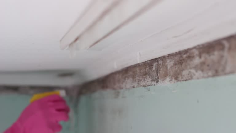 Professional Mold Removal in Rice Lake, MN